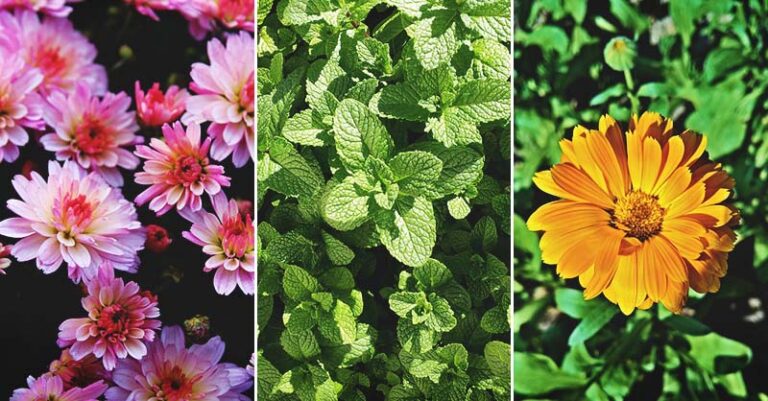 6 Best Plants That Repel Spiders Naturally | Safe Home Protection