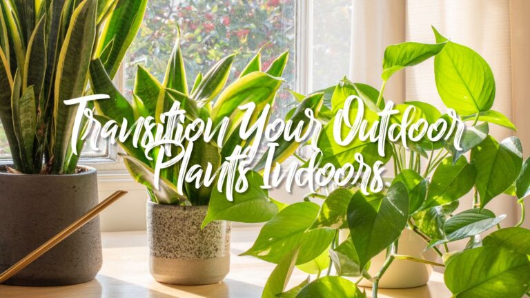 9 Expert Steps for Bringing Houseplants Indoors | Complete Guide