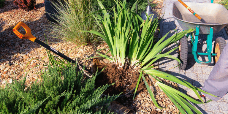 Divide These 10 Perennials in September for Explosive Spring Growth: Expert Guide