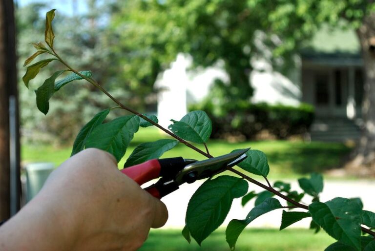Best Fruit Trees to Prune After Harvest | Expert Orchard Guide