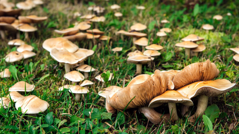 Don’t Panic! Garden Mushrooms Reveal Fascinating Soil Health Secrets You Need to Know