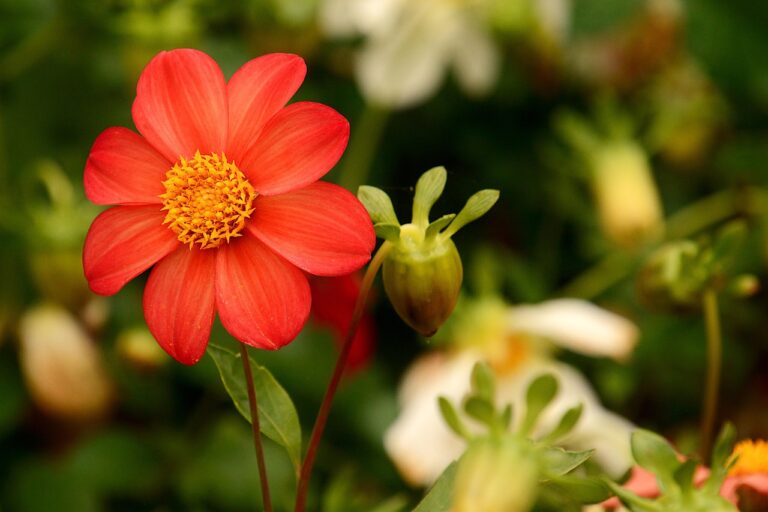 7 Best Fragrant Fall-Blooming Flowers for an Aromatic Autumn Garden