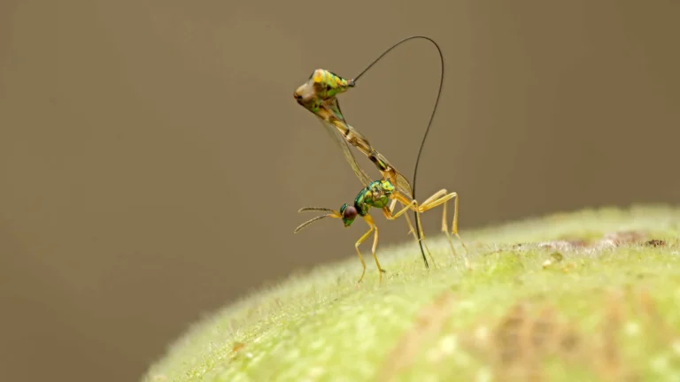 Fig Wasps Pollination Process: Complete Guide to Nature’s 80-Million-Year Partnership