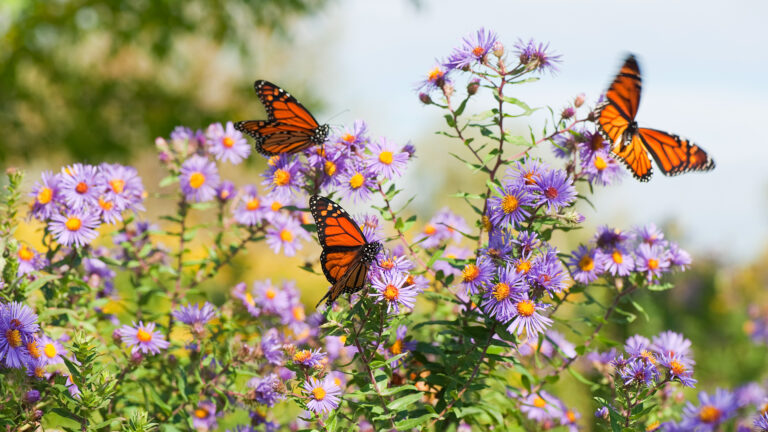 5 Essential September Pollinator Garden Tasks Most Gardeners Forget