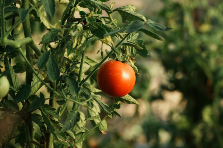 7 Proven Strategies to Extend Your Tomato Harvest Into Fall for Maximum Flavor