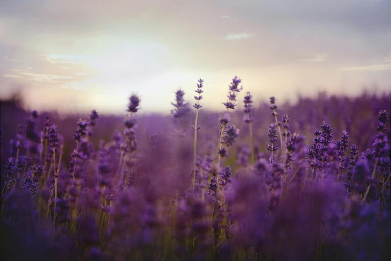 How to Collect and Store Lavender Seeds for Spring Planting: Complete Professional Guide