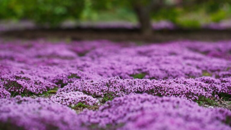 10 Best Landscape Fabric Alternatives | Eco-Friendly Solutions