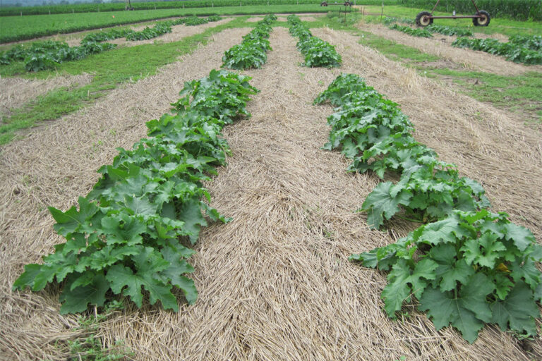 5 Best Cover Crops That Boost Garden Soil Naturally
