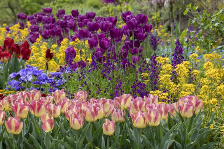 Best Spring Flowering Bulbs to Plant in Fall | Complete Guide