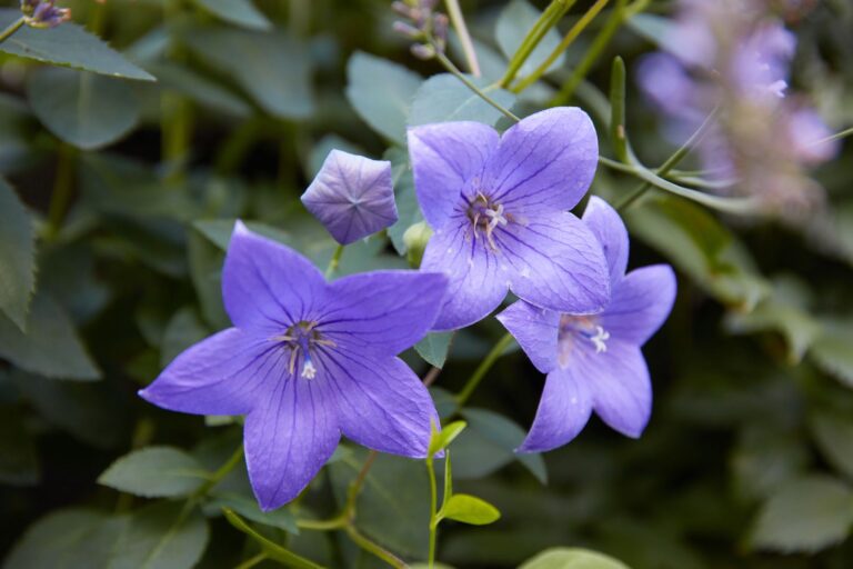 6 Best Late Flowering Plants for Fall Gardens | Extend Blooms