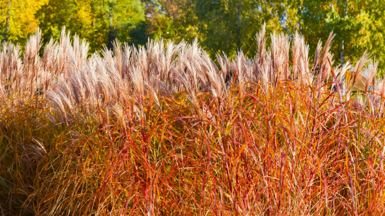 7 Best Ornamental Grasses for Stunning Fall Color and Year-Round Garden Beauty