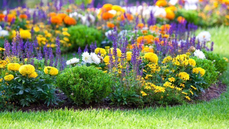 7 Hardy Perennials to Plant in September for Explosive Spring Color