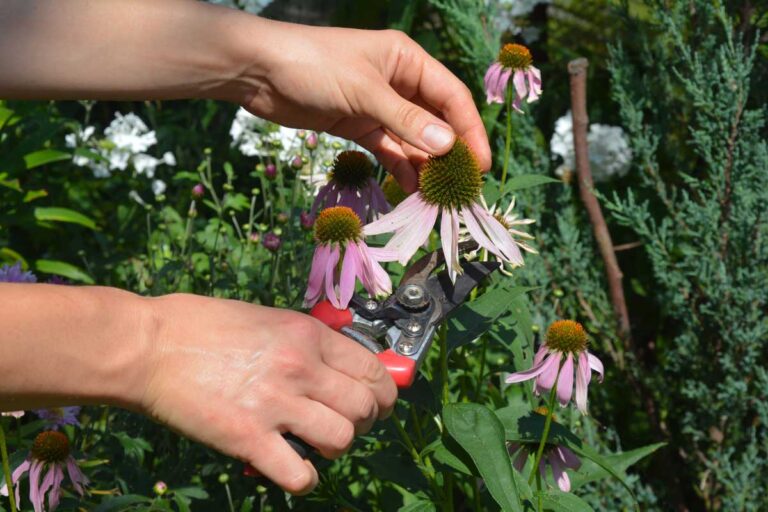 Expert Echinacea Pruning Guide: 7 Proven Techniques for Spectacular Blooms