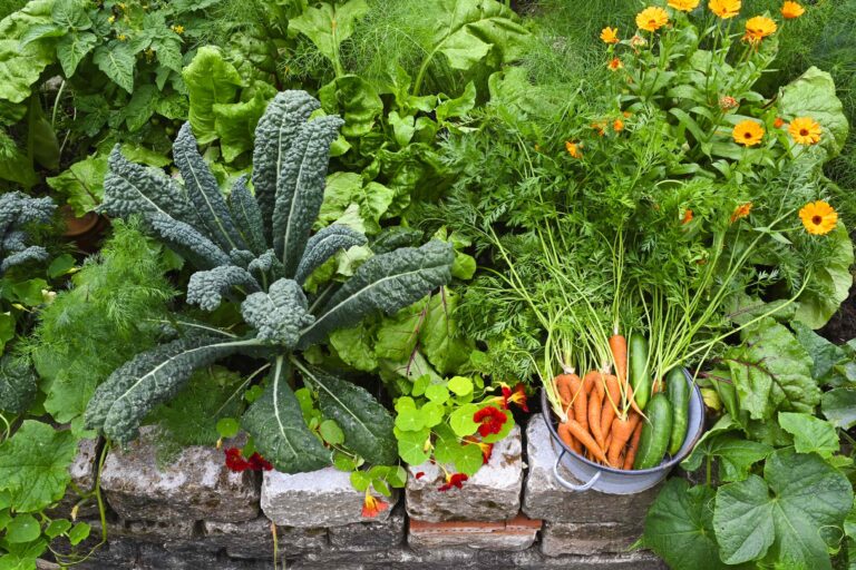 9 Best Vegetables to Plant in September for Extended Harvests