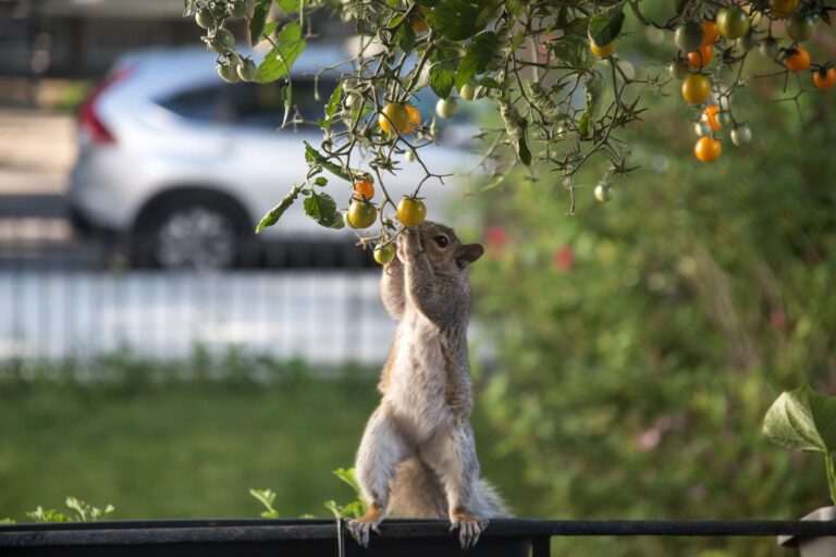 Toy Predator Squirrel Deterrent: 5 Clever Methods That Actually Work