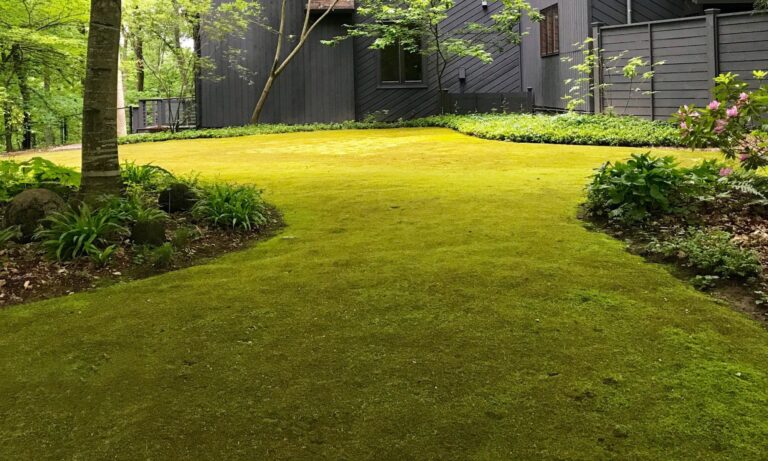 How to Get Rid of Moss in Lawn Permanently: 7 Proven Methods That Actually Work