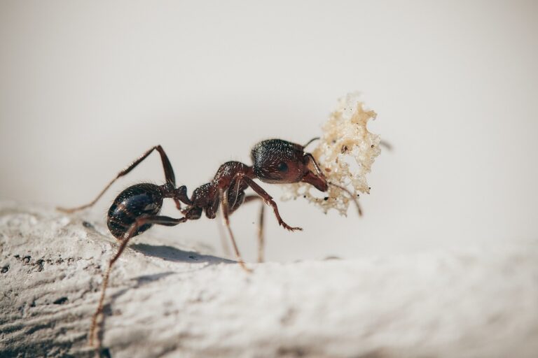 Asian Needle Ant Sting: Deadly Invasive Threat Spreading to 20 States