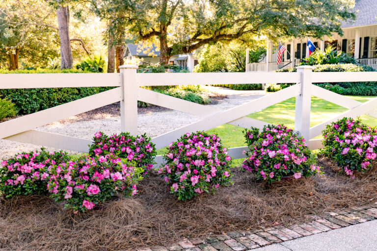 7 Best Reblooming Azaleas for Spectacular Fall Garden Color