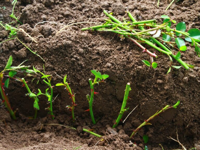 10 Shrubs to Propagate in September for Free Plants Next Year