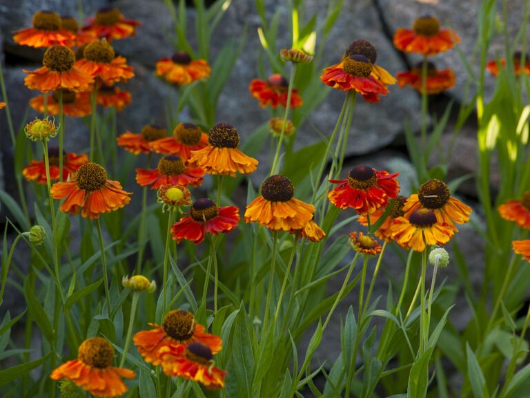 7 Essential Flowers That Bloom in September for Stunning Fall Color