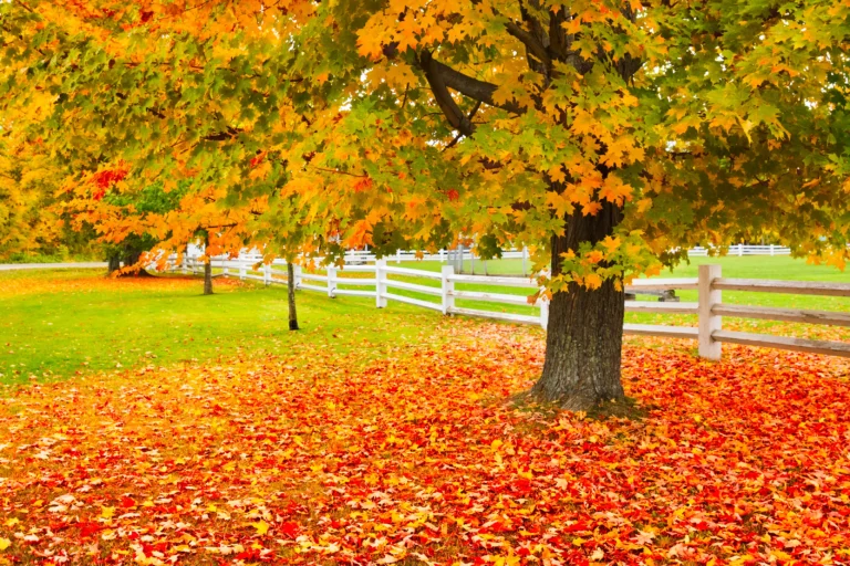 7 Fall Front Yard Show-Stoppers to Boost Curb Appeal Naturally