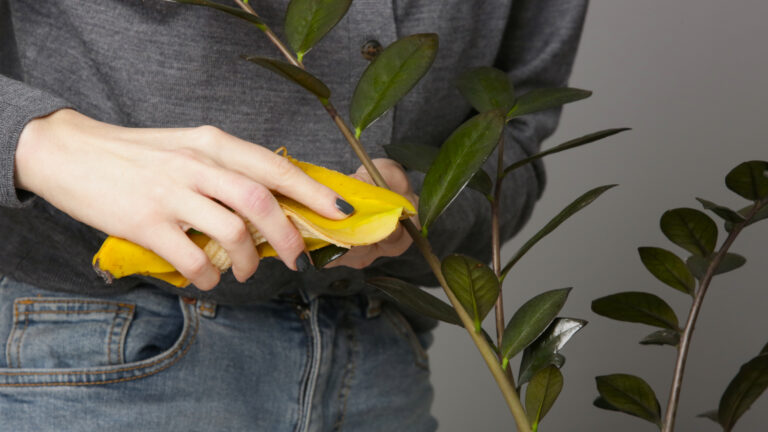 Banana Peel Houseplant Cleaning: Expert Guide to Shiny, Healthy Leaves