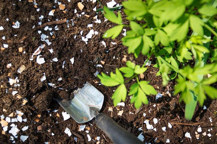 7 Eggshell Gardening Mistakes That Harm Plants (Fixed)