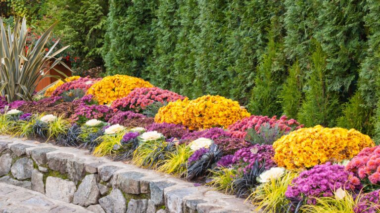 Do Deer Eat Mums? 7 Proven Ways to Protect Your Fall Garden