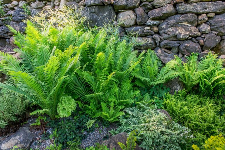 Ultimate Shade Fern Garden Guide: 8 Proven Ways to Create Your Tranquil Sanctuary
