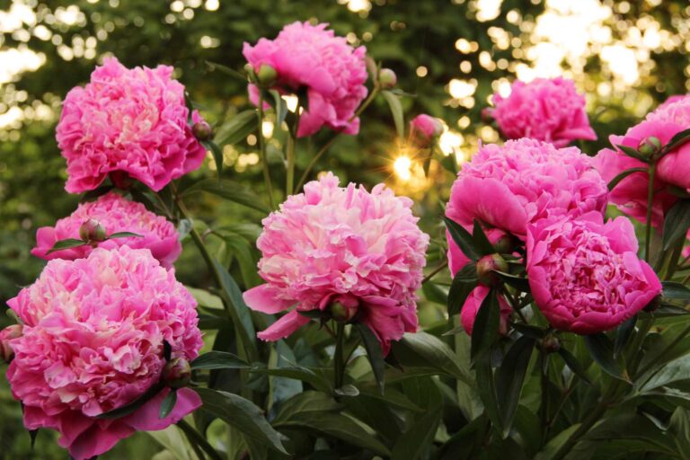 7 Proven Steps for Transplanting Peonies in September