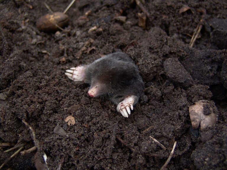 Evict Moles Humanely: 3 Proven Non-Lethal Tricks That Actually Work