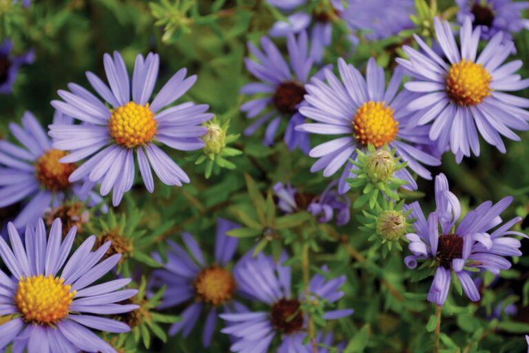 10 Fall Plants That Thrive on Neglect | Low-Maintenance Autumn Garden