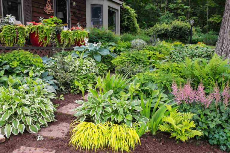 10 Best Morning Sun Afternoon Shade Plants That Thrive in Partial Light