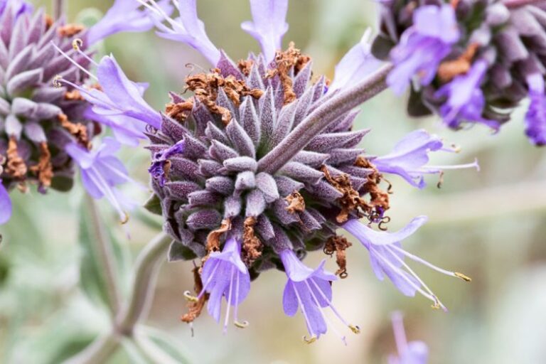 6 Fragrant Native Plants for Low-Maintenance Pollinator Gardens