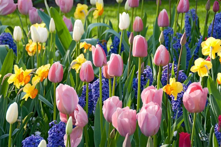 Spring Bulb Garden Planning: 15 Expert Secrets for Spectacular Blooms