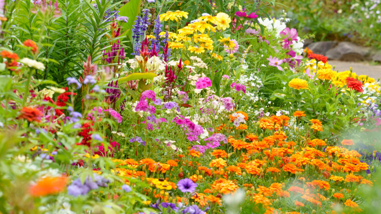9 Flower Seeds to Plant in September for Spectacular Spring Blooms